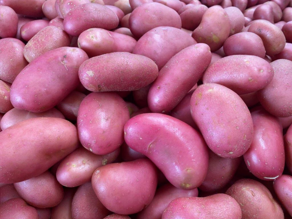 תפוחי אדמה בתפזורת צילום יובל לוטרינגר