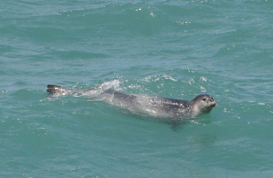 כלב ים נזירי בראש הנקרה. צילום מיה אלסר דלפיס